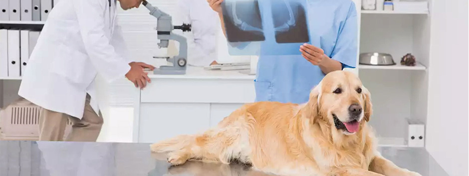 Radiologia Veterinária Radiologia Veterinária
